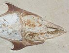 Fossil Crusher Fish (Coccodus) - Hgula Lebanon #48498-2